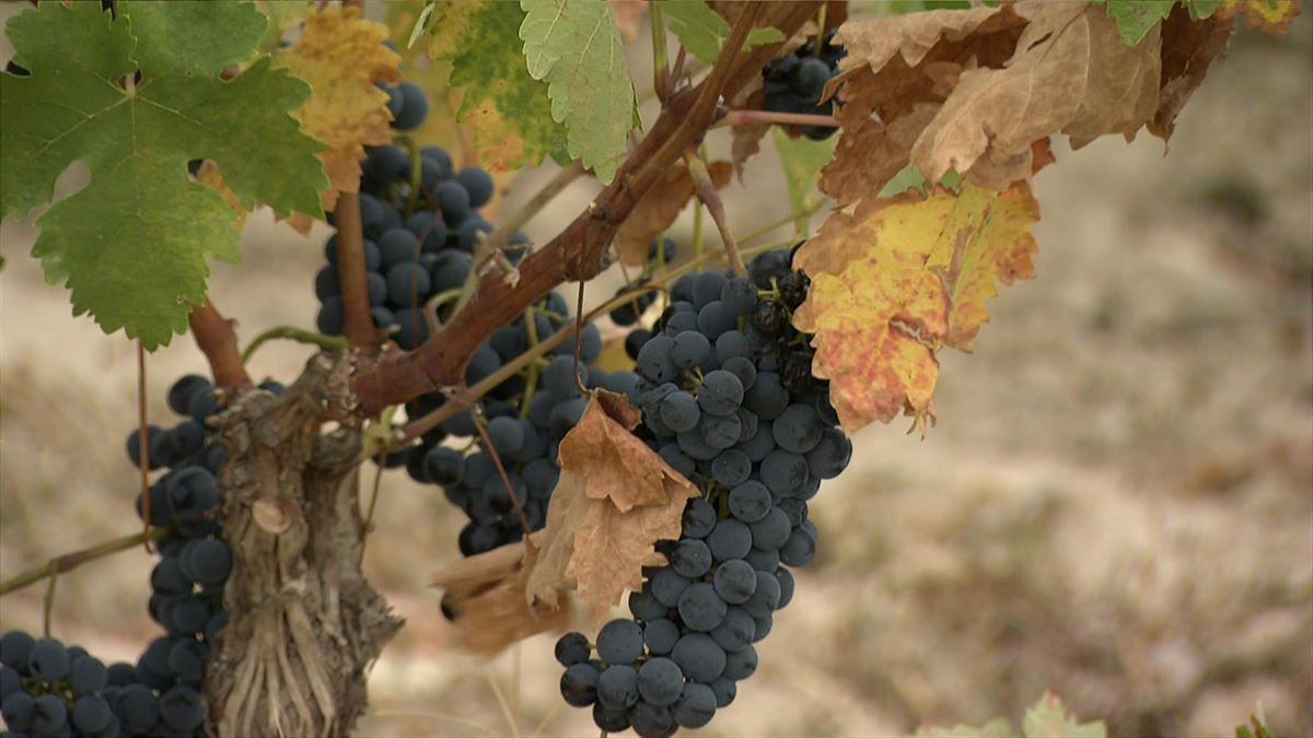 Un viñedo de la Rioja Alavesa. 