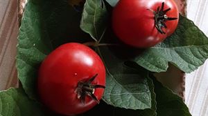 Los tomates de Aretxabaleta