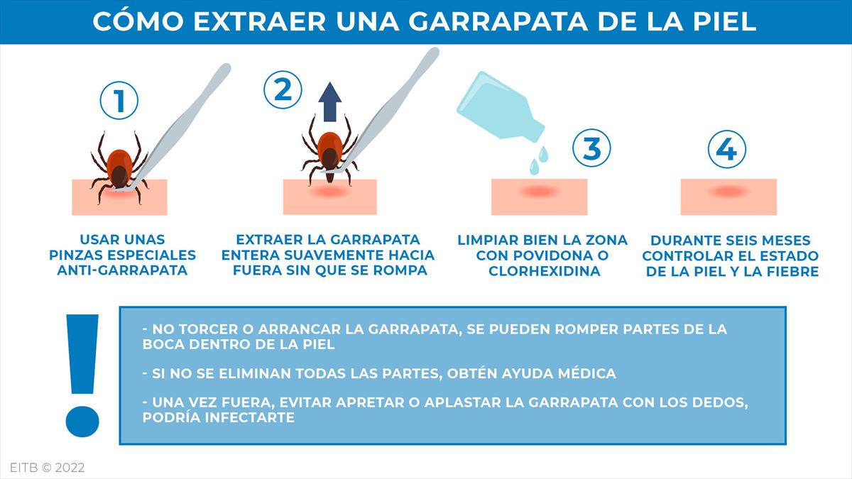 Qué hacer para extraer una garrapata del cuerpo