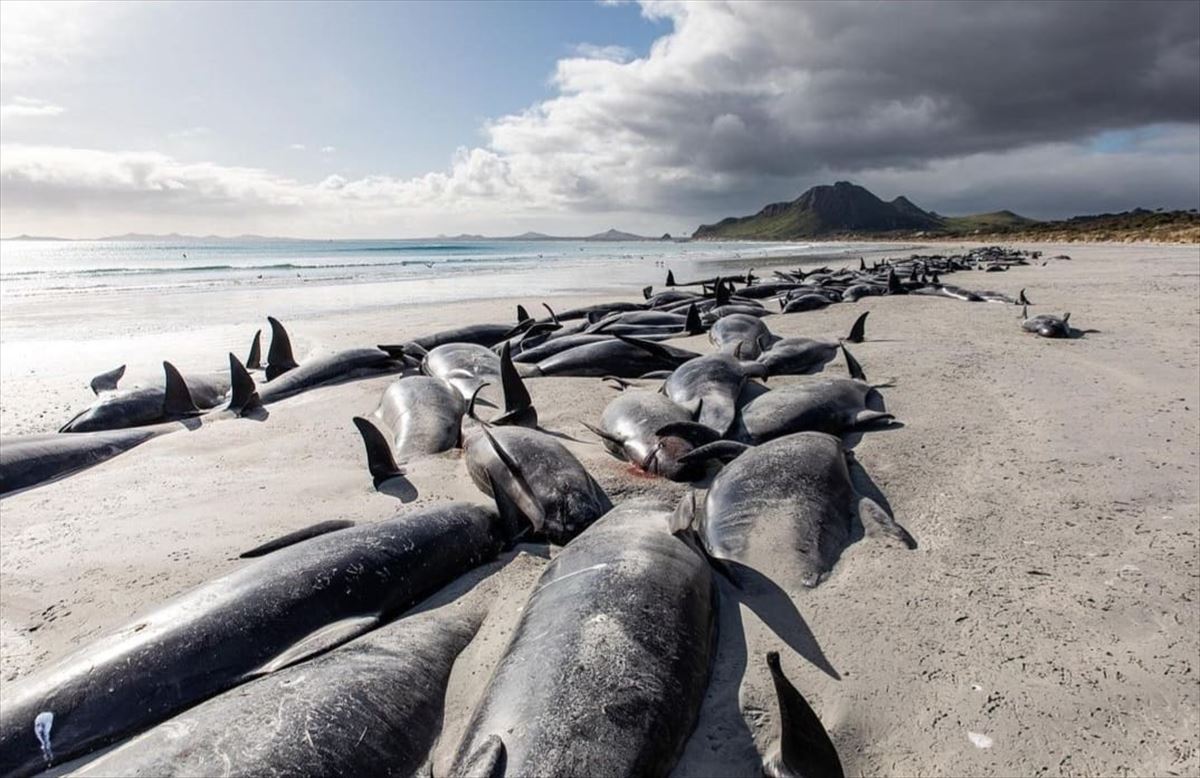 Cientos de ballenas varadas en las remotas islas Chatham, Nueva Zelanda. Foto: Tamzin Henderson