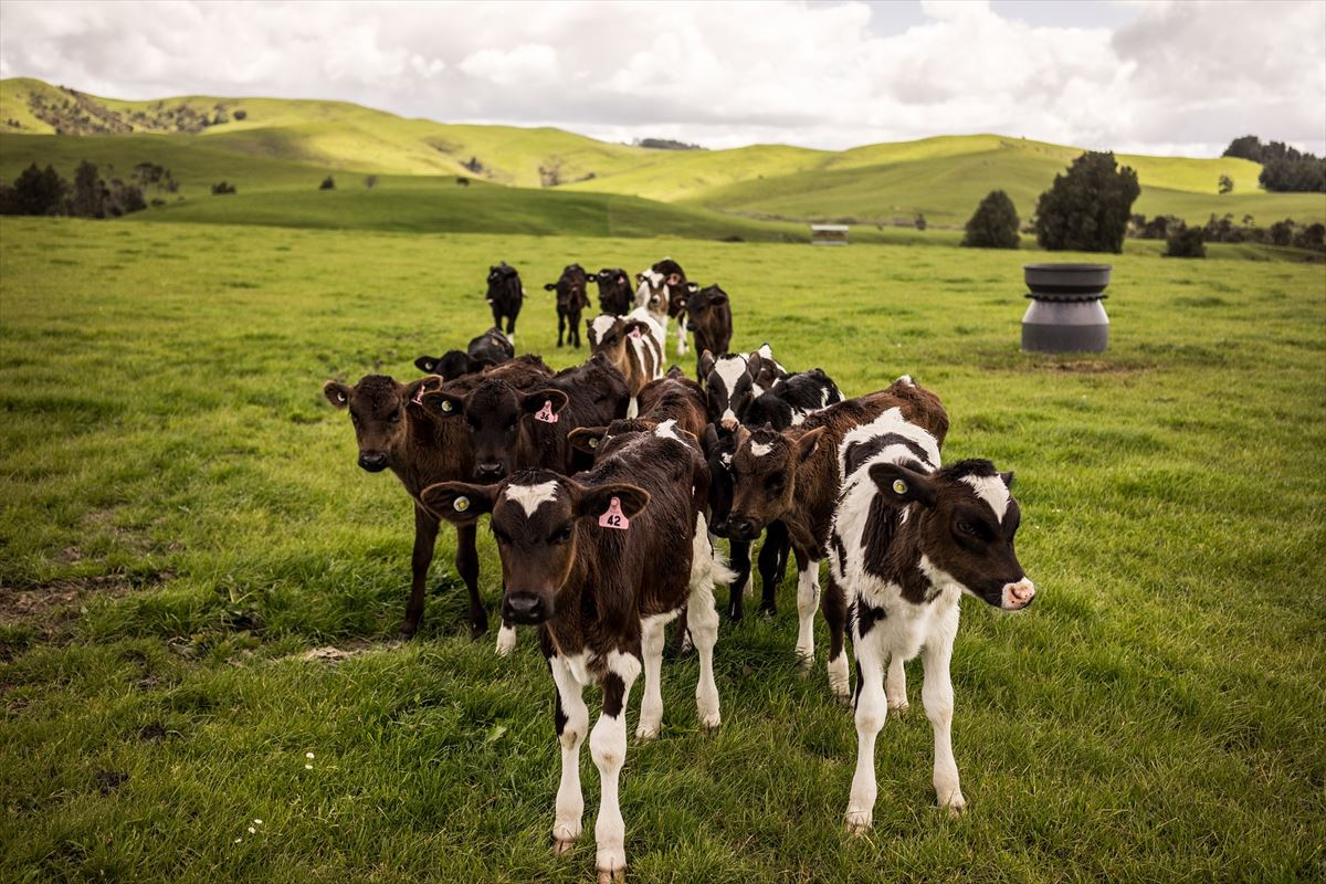 Vacas en Nueva Zelanda. Foto: Pixabay.