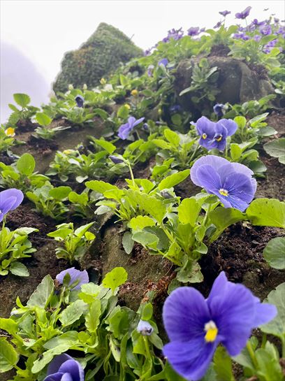 Los detalles de Puppy