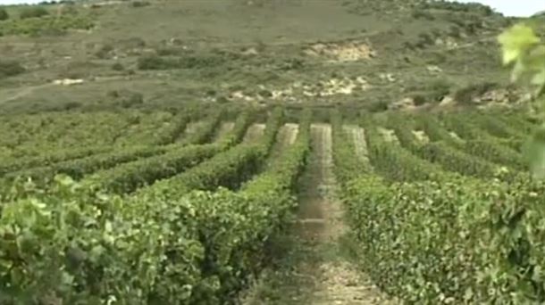 Viñedos de Rioja Alavesa