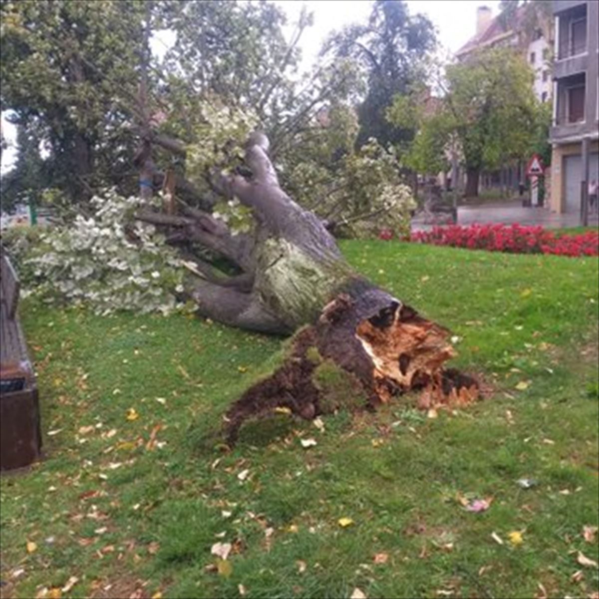Árbol caído en el parque Zelaieta de Amorebieta-Etxano. Foto: @amorebieta_com