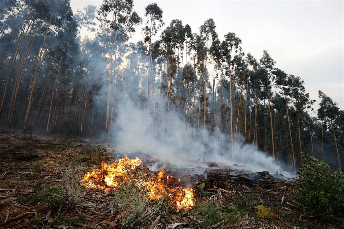 Incendio forestal en La Arboleda. Foto: Efe