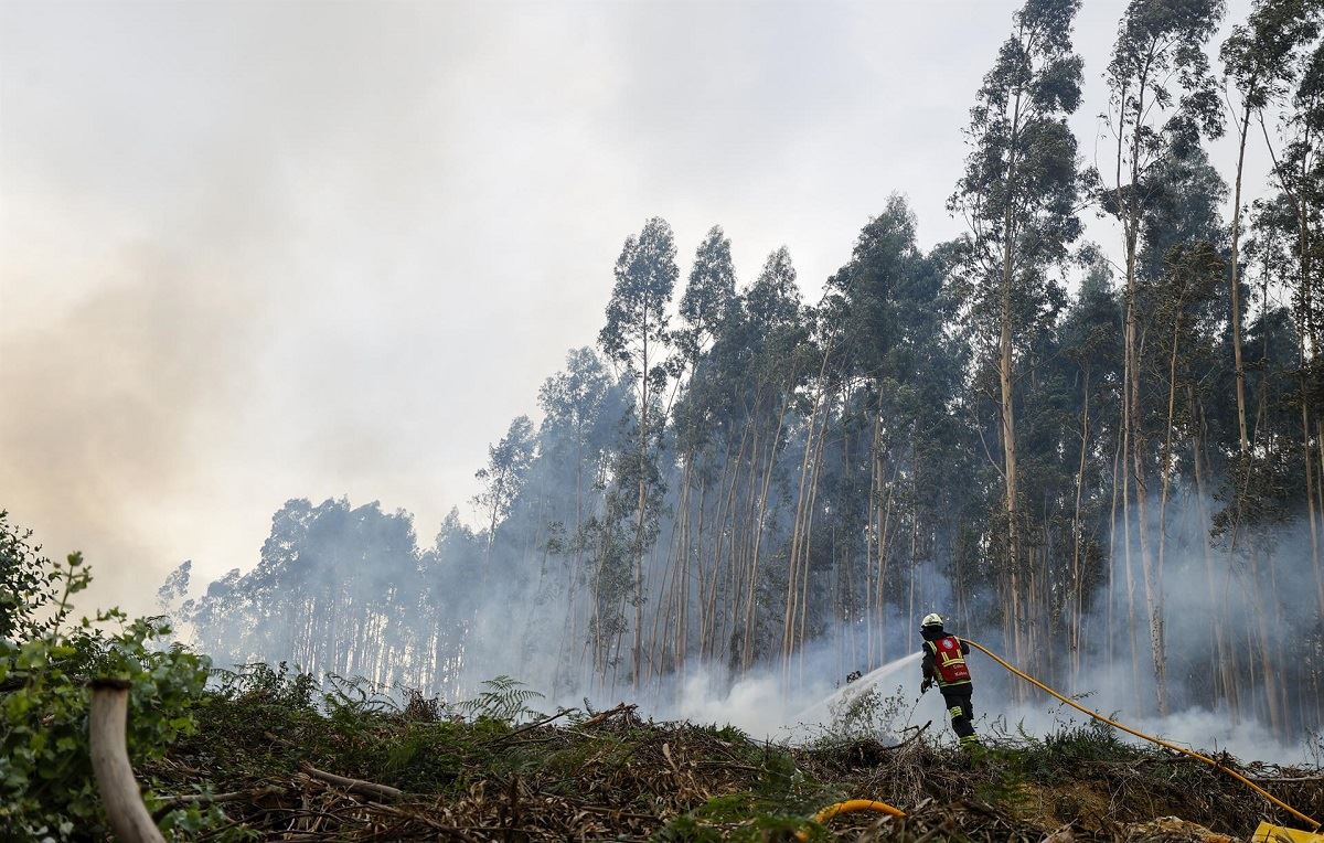 Incendio forestal en Bizkaia. Foto de archivo: EFE