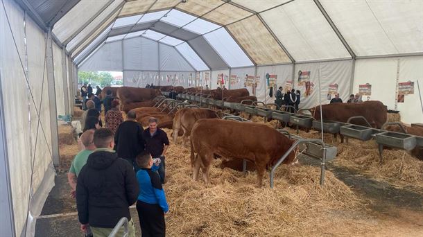 Reses que participan hoy en el Campeonato de Bizkaia de Raza Limusin de Zamudio