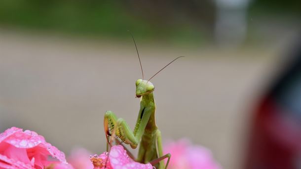 Mantis religiosa