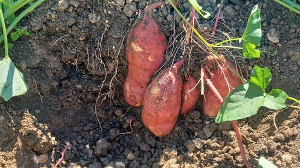 El boniato llega al territorio alavés