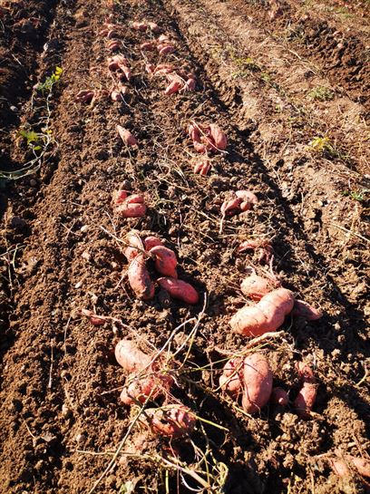 Boniatos en Álava (Matauko)