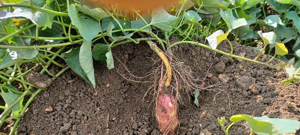 Boniatos en Álava (Matauko)