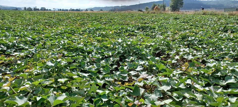 Boniatos en Álava (Matauko)