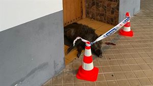Dejan un jabalí muerto en la entrada de la mezquita de Mariturri
