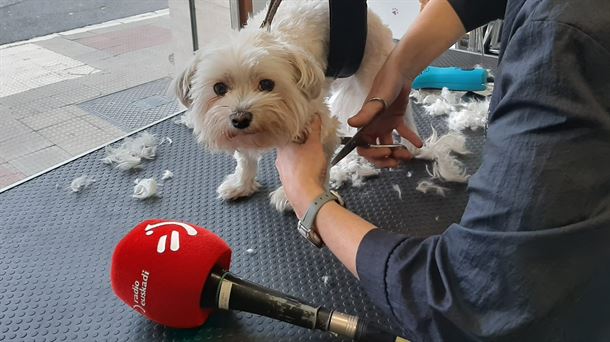 ''Cada vez hay más mascotas y menos niños, ¡Por algo será!''