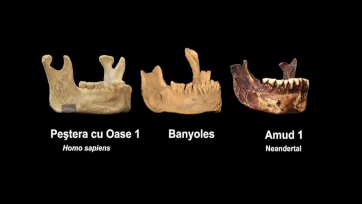 Comparativa de las mandíbulas realizada por el equipo investigador.