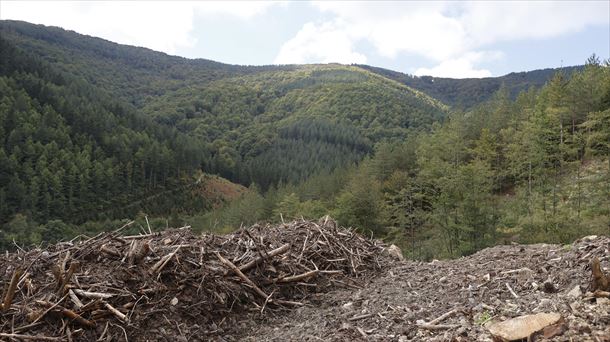 Errodadura pista Legazpiko baso batean, ohiko mozketa islatzen duena. Argazkia: EFE
