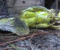 Las iguanas caen congeladas desde los árboles debido a la tormenta Elliot en Florida
