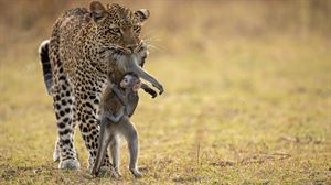 Igor Altuna arrasatearraren argazkia 25 onenen artean dago, eta finalera sailkatu da