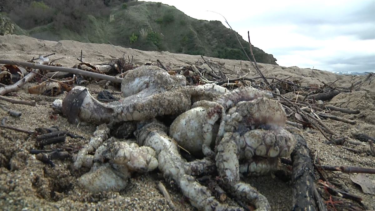 Cientos de pulpos muertos en la playa de Arrigunaga, Getxo
