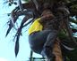 Aitor trepa con gran facilidad un cocotero y coge varios cocos para los Guaban