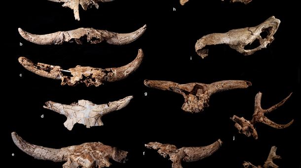 Algunos cráneos hallados en la Cueva Des-Cubierta de Pinilla del Valle|Foto: Nature Human Behaviour