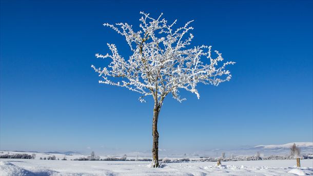 Un árbol nevado en Arrizala (Agurain). Foto: José Luis Ruiz de Larrinaga