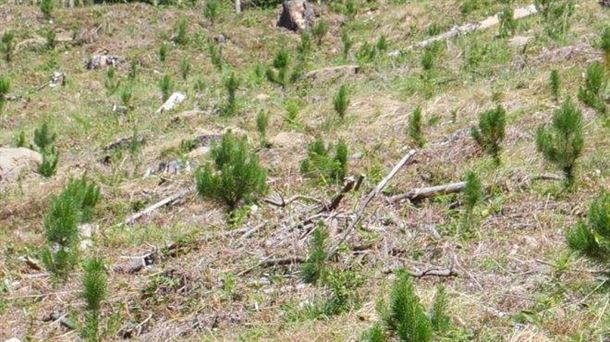800 "super árboles" contra el cambio climático en Llodio-Laudio