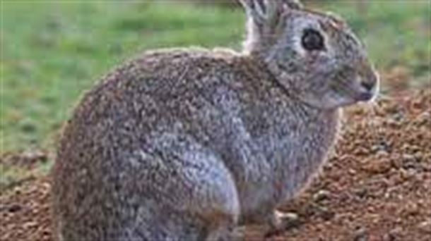 Oryctolagus Cuniculus. El conejo.