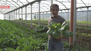 Pak choi eta Tak Choi, zerbaren eta espinaken itxura duten aza exotiko asiarrak