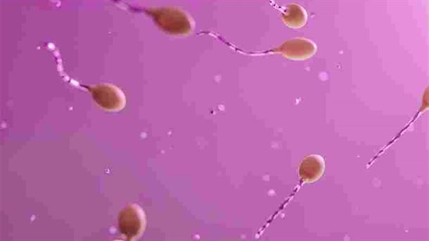 Espermatozoideak igerian egin dezaten aktibatzen duen enzima izan dute jomuga zientzialariek