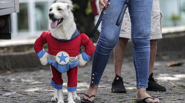 Un perro disfrazado de superhéroe. Foto: EFE.