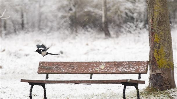 Una urraca levanta el vuelo en un parque de Vitoria-Gasteiz cubierto por la nieve