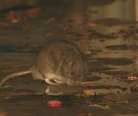 Más ratas que habitantes en París