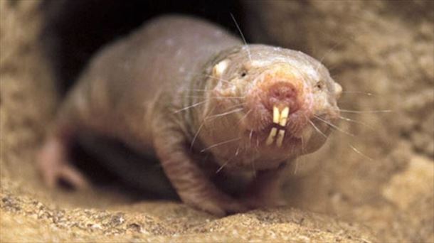 ¿Qué es el ratopín rasurado, por qué vive tanto? 