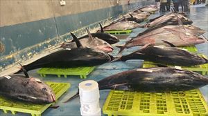 Hegaluzearen kostera urrira arte luzatu daiteke, arrantzaleek kuotaren erdia baino gutxiago agortu dutelako