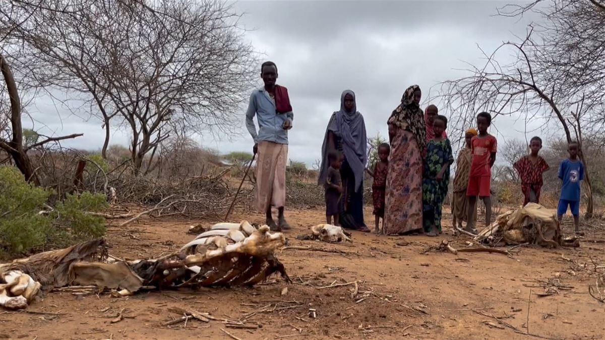 Restos de ganado en Somalia. Foto: EITB Media