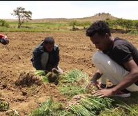 El duro trabajo de los habitantes de Tigray para recuperar la soberanía alimentaria
