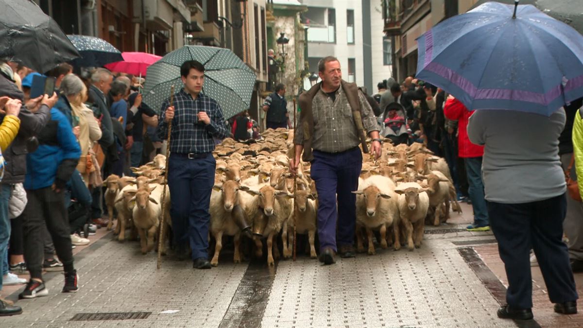 Ovejas recorriendo las calles de Ordizia. Foto: EITB Media.