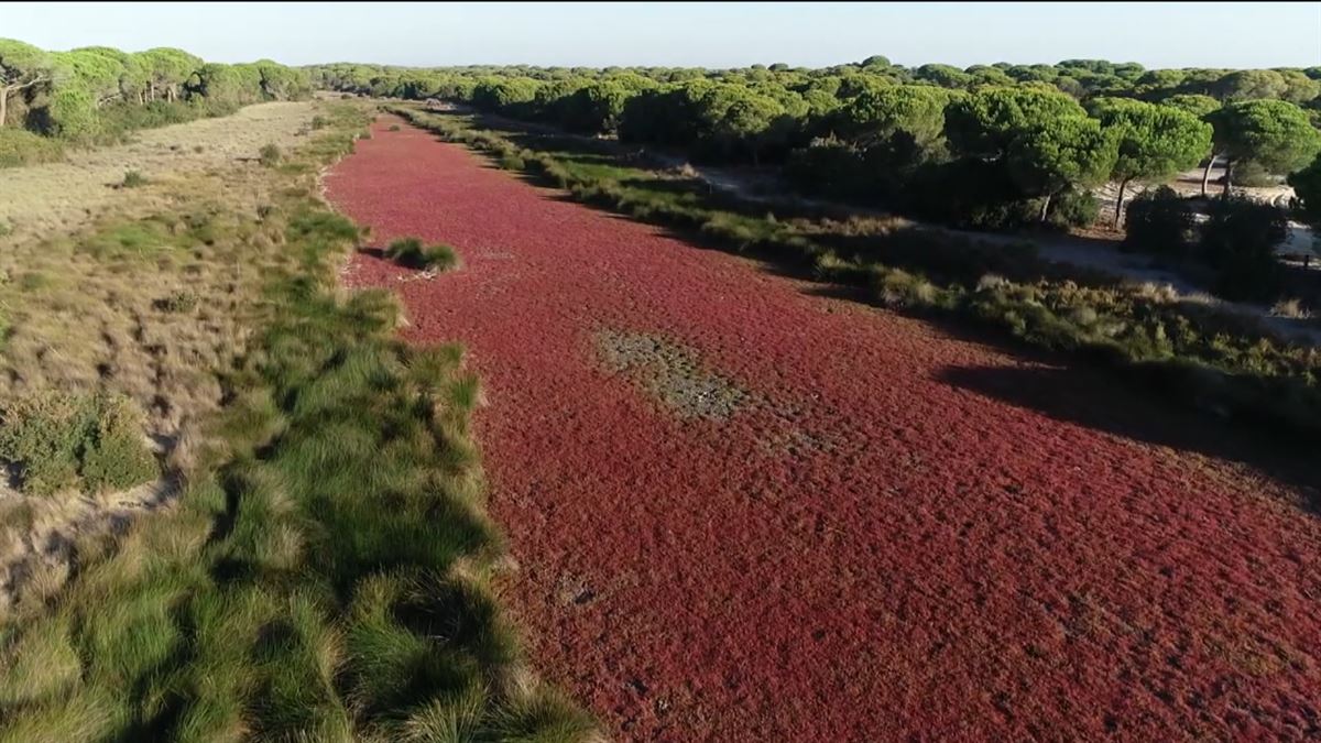 Doñana lehortzen jarraitzeak ondorio latzak ekarriko dituela ohartarazten dute adituek. 