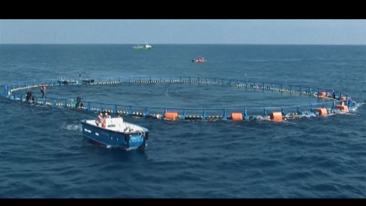 Jaulas para el engorde de pescado. Imagen obtenida de un vídeo de EITB Media.