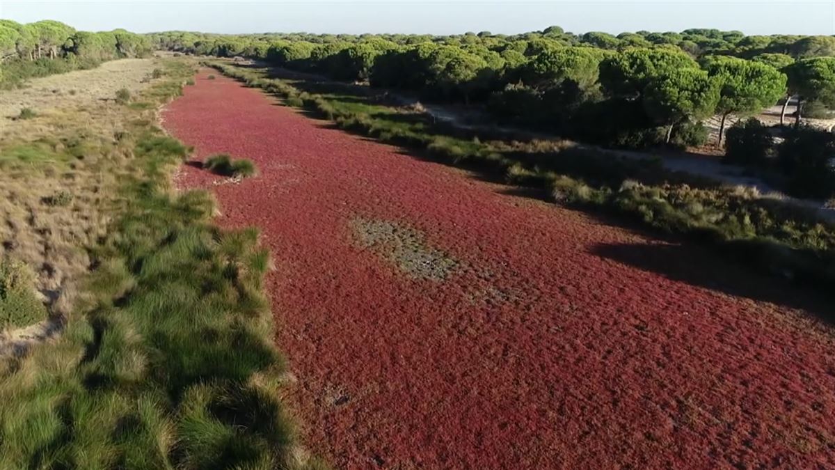 Los expertos alertan sobre los efectos de la sequía de Doñana