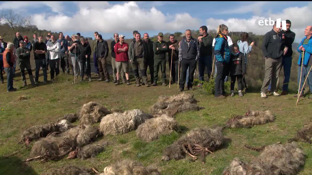 Los ganaderos de Urkabustaiz organizan una batida para ahuyentar a los lobos