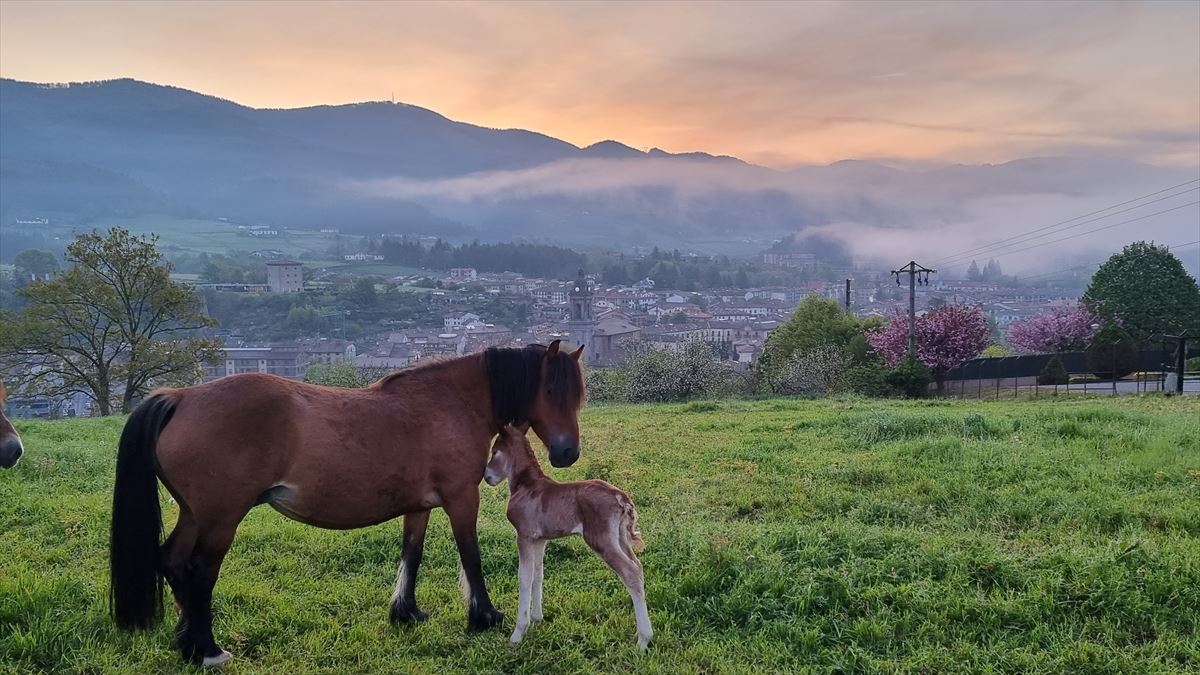 Neblina en Oñati, esta mañana. Foto: Gurutze Azcarate. 