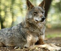 El Congreso abre la puerta a sacar al lobo de la lista de especies en régimen de protección especial