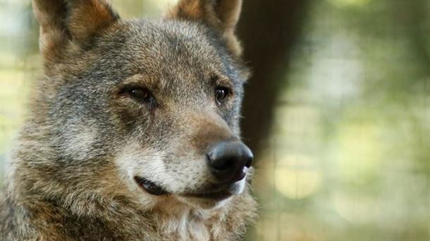 Un ejemplar de lobo. Foto: EFE