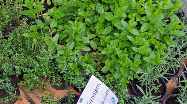 Landare Berezien Azoka, Aian. Argazkia: EITB Media