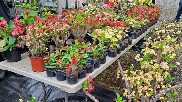 Landare Berezien Azoka, Aian. Argazkia: EITB Media