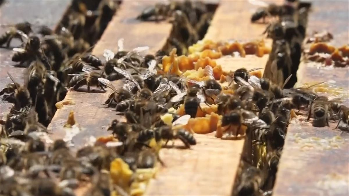 Las abejas son vitales para la supervivencia humana. Imagen extraída de un vídeo de EITB MEDIA.