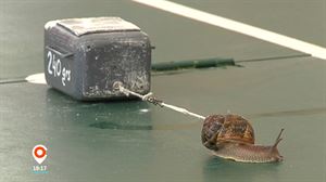 Arrastre de piedra por caracoles, una carrera que lleva 31 ediciones celebrándose en el Valle de Trápaga