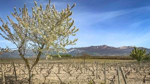 Verano de 2022, el más cálido en España en 700 años. Los abejorros se desploman para huir de Vespa velutina